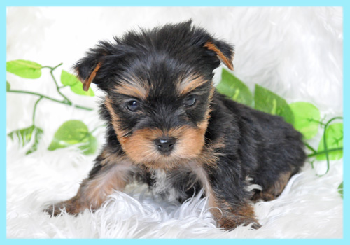 ヨークシャテリア　オス　子犬販売の専門店　AngelWan　横浜