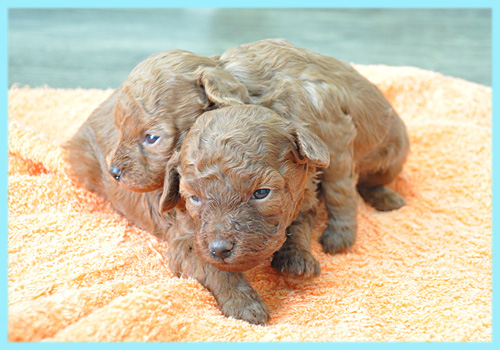 トイプードル　レッド　オス　子犬販売の専門店　AngelWan　横浜