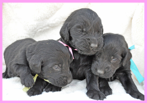 フラットコーテッドレトリバー　ブラック　メス　子犬販売の専門店　AngelWan　横浜