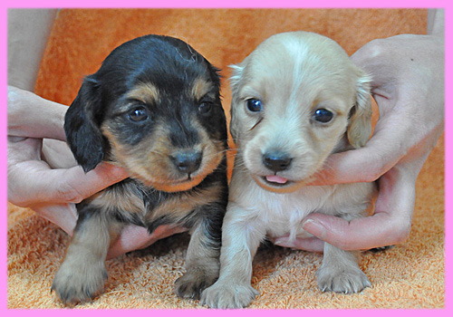 ミニチュアダックスフンド　メス　子犬販売の専門店　AngelWan　横浜