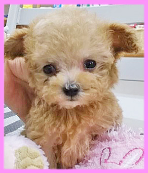 トイプードル　アプリコット　メス　子犬販売の専門店　AngelWan　横浜