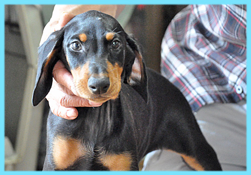 ドーベルマン　ブラックタン　オス　子犬販売の専門店　AngelWan　横浜