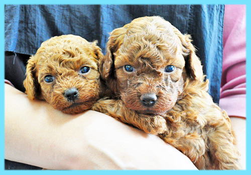 トイプードル　レッド　オス　子犬販売の専門店　AngelWan　横浜