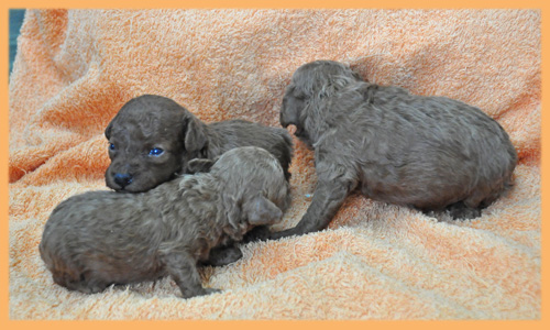 トイプードル　レッド　子犬販売の専門店　AngelWan　横浜