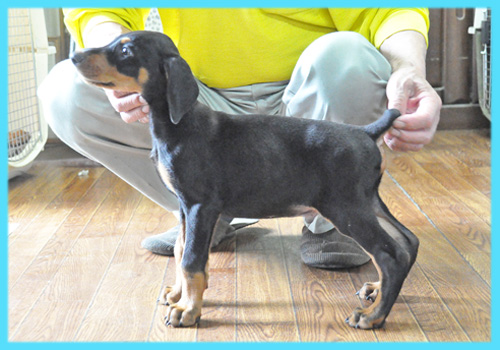 ドーベルマン　ブラックタン　オス　子犬販売の専門店　AngelWan　横浜