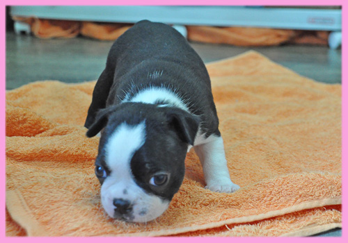 ボストンテリア メス 子犬販売の専門店 AngelWan 横浜