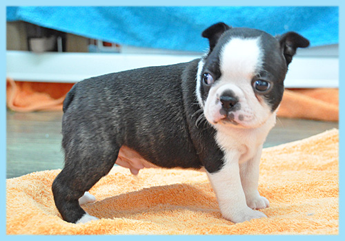 ボストンテリア　オス　子犬販売の専門店　AngelWan　横浜
