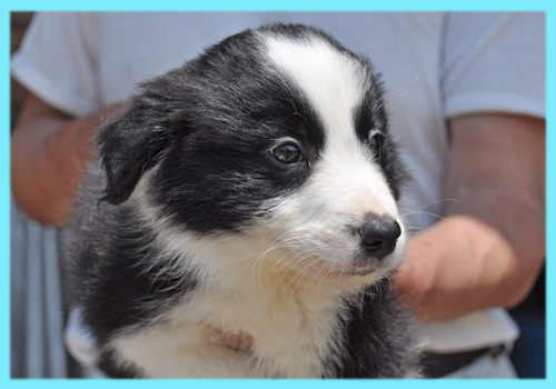 ボーダーコリー　ブラック＆ホワイト　オス　子犬販売の専門店　AngelWan　横浜