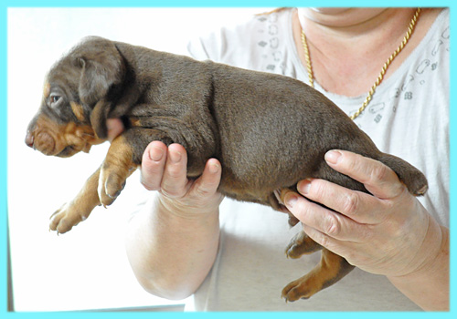 ドーベルマン　チョコレートタン　オス　子犬販売の専門店　AngelWan　横浜
