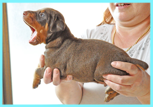 ドーベルマン　チョコレートタン　オス　子犬販売の専門店　AngelWan　横浜