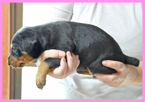 ドーベルマン　ブラックタン　メス　子犬販売の専門店　AngelWan　横浜