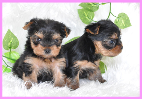 ヨークシャテリア　メス　子犬販売の専門店　AngelWan　横浜