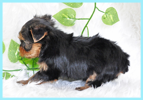 ヨークシャテリア オス 子犬販売の専門店 AngelWan 横浜