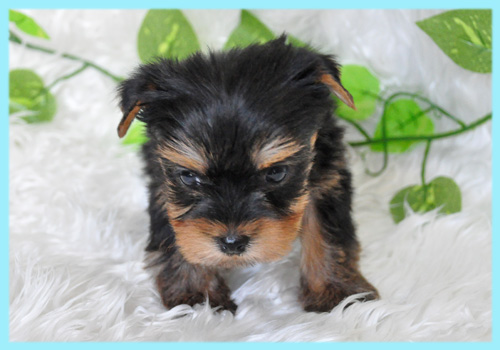 ヨークシャテリア　オス　子犬販売の専門店　AngelWan　横浜