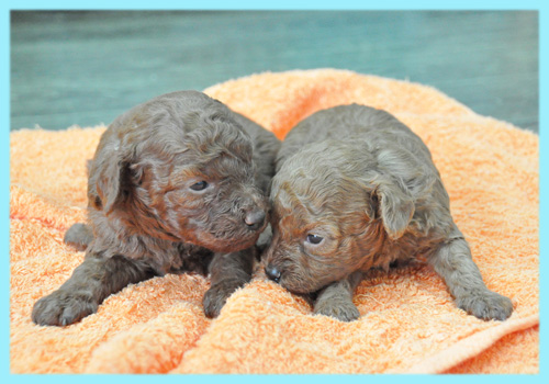 トイプードル　レッド　オス　子犬販売の専門店　AngelWan　横浜
