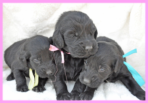 フラットコーテッドレトリバー　ブラック　メス　子犬販売の専門店　AngelWan　横浜