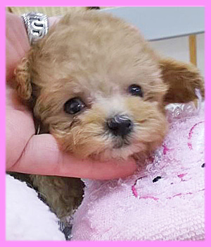 トイプードル　アプリコット　メス　子犬販売の専門店　AngelWan　横浜