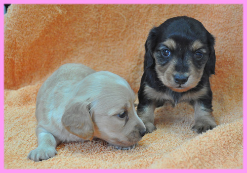 ミニチュアダックスフンド　メス　子犬販売の専門店　AngelWan　横浜