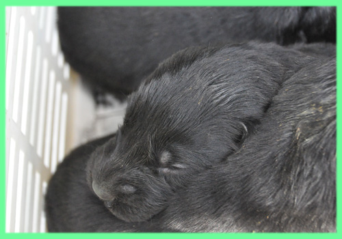 フラットコーテッドレトリバー　ブラック　子犬販売の専門店　AngelWan　横浜