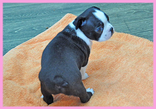 ボストンテリア メス 子犬販売の専門店 AngelWan 横浜