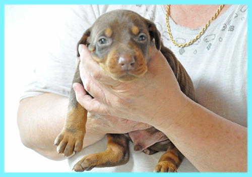 ドーベルマン　チョコレートタン　オス　子犬販売の専門店　AngelWan　横浜