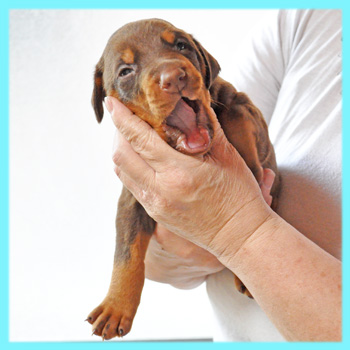 ドーベルマン　チョコレートタン　オス　子犬販売の専門店　AngelWan　横浜