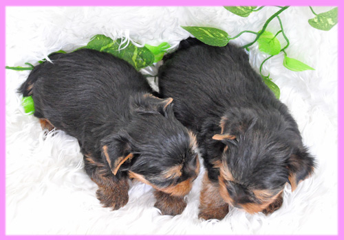 ヨークシャテリア　メス　子犬販売の専門店　AngelWan　横浜