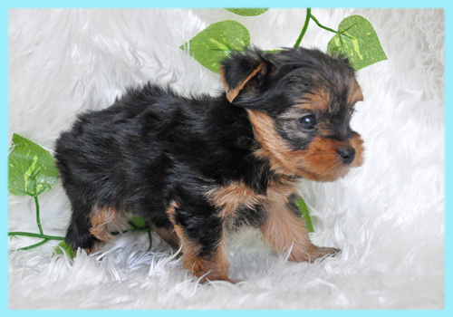 ヨークシャテリア オス 子犬販売の専門店 AngelWan 横浜