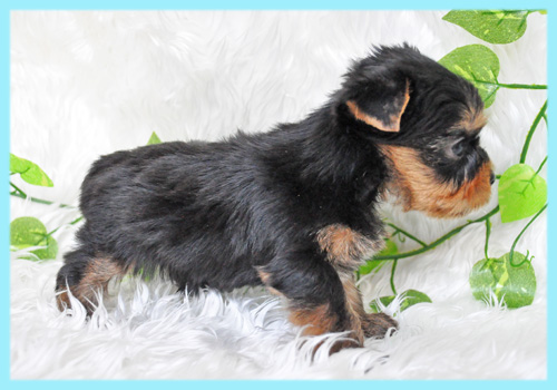 ヨークシャテリア　オス　子犬販売の専門店　AngelWan　横浜