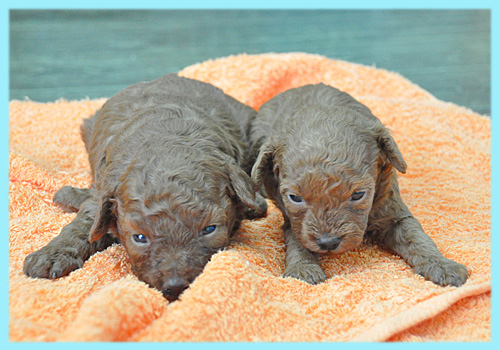 トイプードル　レッド　オス　子犬販売の専門店　AngelWan　横浜