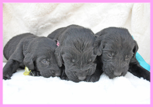 フラットコーテッドレトリバー　ブラック　メス　子犬販売の専門店　AngelWan　横浜