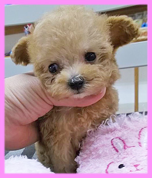 トイプードル　アプリコット　メス　子犬販売の専門店　AngelWan　横浜