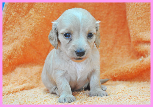ミニチュアダックスフンド　クリーム　メス　子犬販売の専門店　AngelWan　横浜