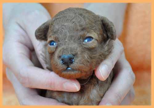 トイプードル　レッド　子犬販売の専門店　AngelWan　横浜