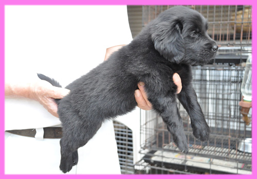 フラットコーテッドレトリバー　ブラック　メス　子犬販売の専門店　AngelWan　横浜