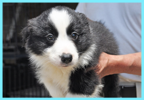 ボーダーコリー　ブラック＆ホワイト　オス　子犬販売の専門店　AngelWan　横浜