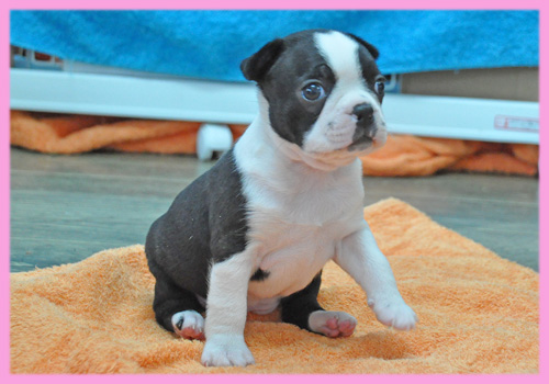 ボストンテリア メス 子犬販売の専門店 AngelWan 横浜