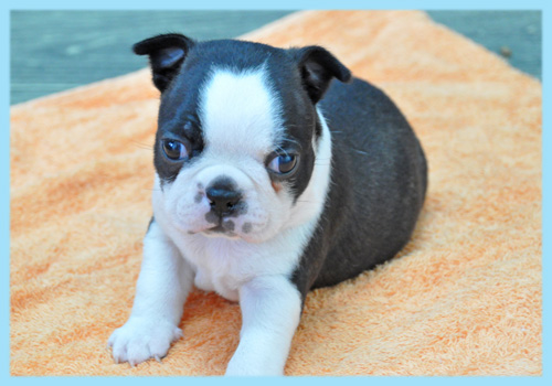 ボストンテリア　オス　子犬販売の専門店　AngelWan　横浜