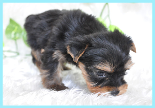 ヨークシャテリア　オス　子犬販売の専門店　AngelWan　横浜