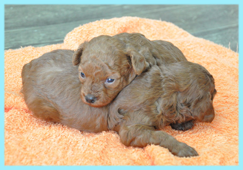 トイプードル　レッド　オス　子犬販売の専門店　AngelWan　横浜