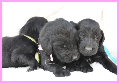 フラットコーテッドレトリバー　ブラック　メス　子犬販売の専門店　AngelWan　横浜
