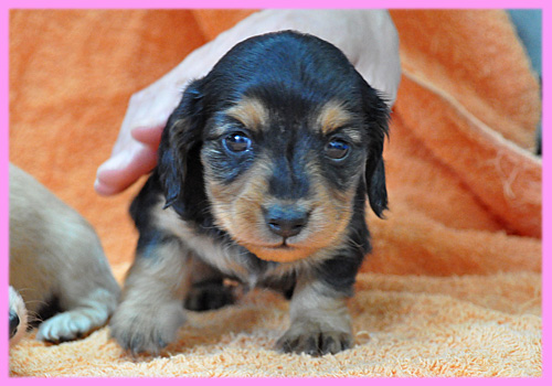 ミニチュアダックスフンド　ブラックタン　メス　子犬販売の専門店　AngelWan　横浜