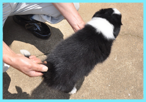 ボーダーコリー　ブラック＆ホワイト　オス　子犬販売の専門店　AngelWan　横浜