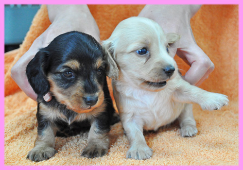 ミニチュアダックスフンド　メス　子犬販売の専門店　AngelWan　横浜