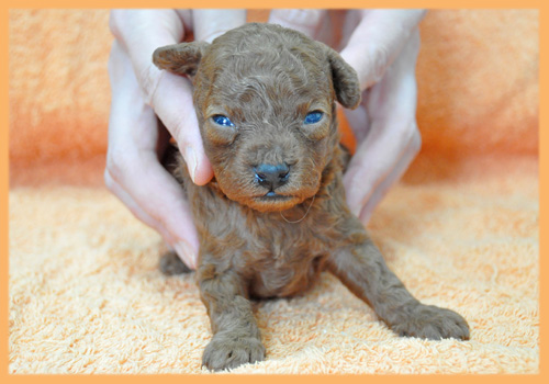 トイプードル　レッド　子犬販売の専門店　AngelWan　横浜