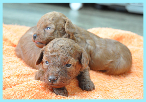 トイプードル　レッド　オス　子犬販売の専門店　AngelWan　横浜
