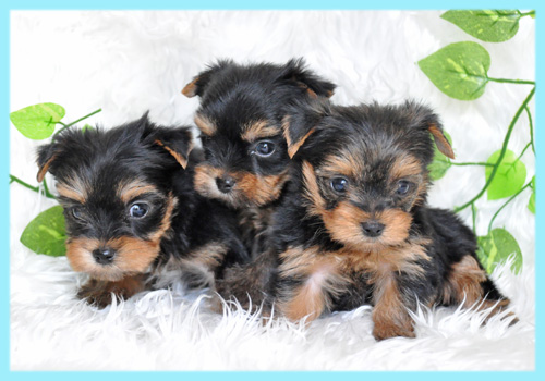 ヨークシャテリア オス 子犬販売の専門店 AngelWan 横浜