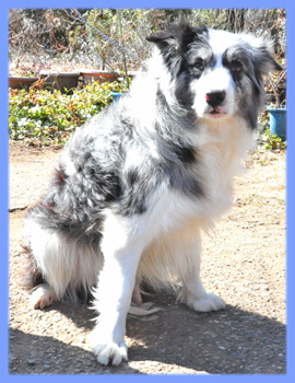 ボーダーコリー　父犬　子犬販売の専門店　AngelWan　横浜