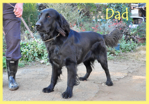 フラットコーテッドレトリバー　ブラック　父犬　子犬販売の専門店　AngelWan　横浜