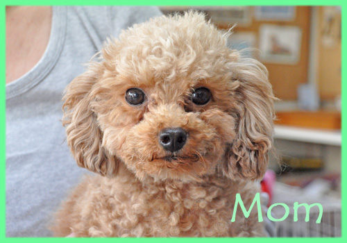 トイプードル　母犬　子犬販売の専門店　AngelWan　横浜